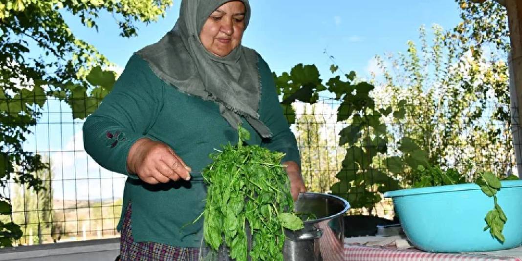 Naneden pekmez yaptı, kapış kapış sattı! Kilosu 200 TL: İstanbul, Bursa, Eskişehir, Sakarya… Hepsi alıyor! 3